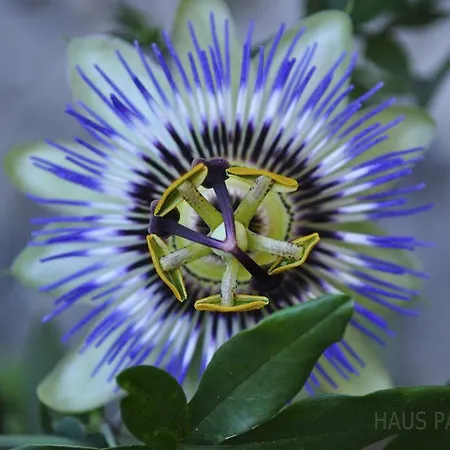 Отель Haus Panorama Пассау