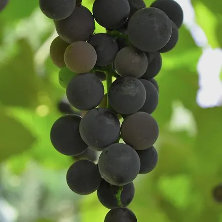 Отель Haus Panorama